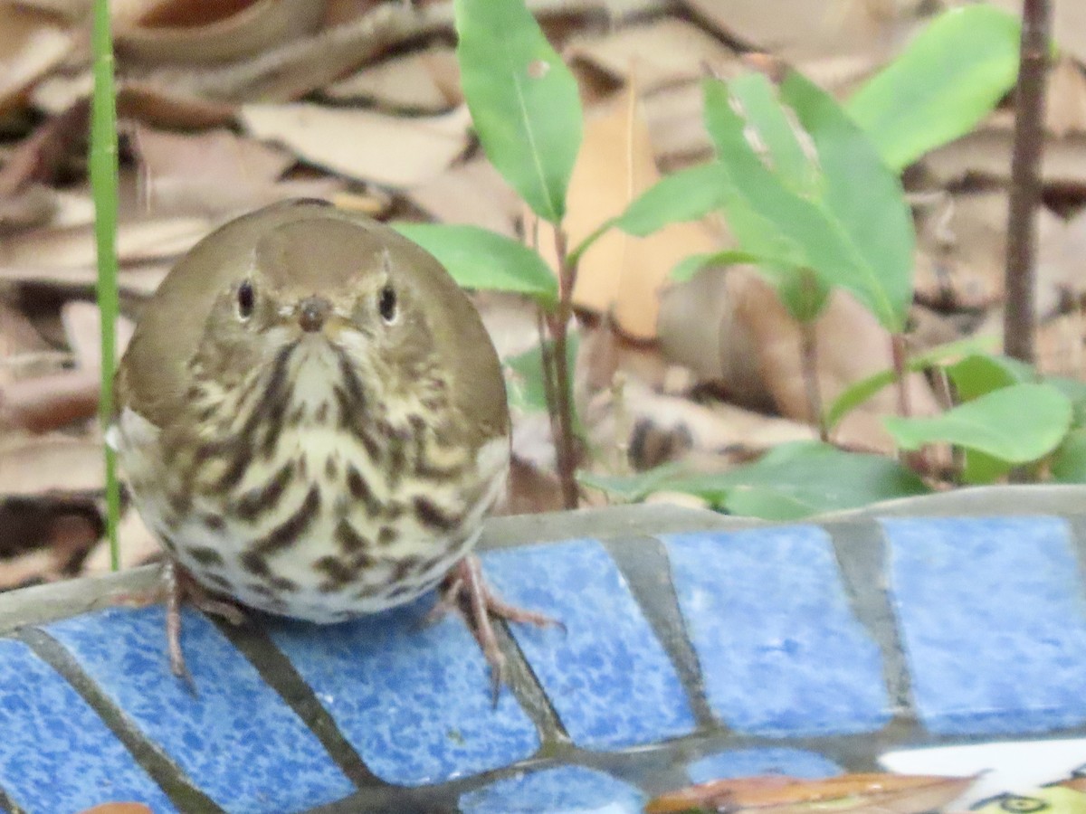 Hermit Thrush - ML646426917
