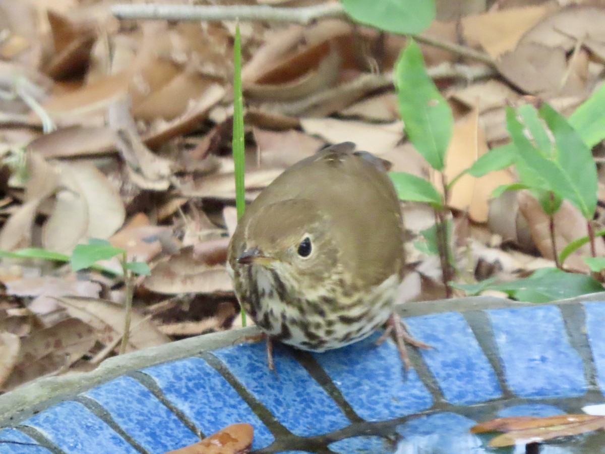 Hermit Thrush - ML646426918