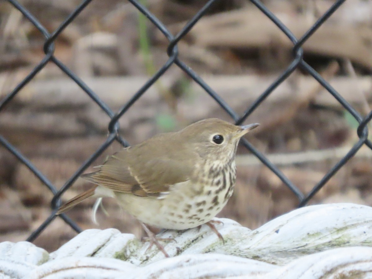 Hermit Thrush - ML646426919