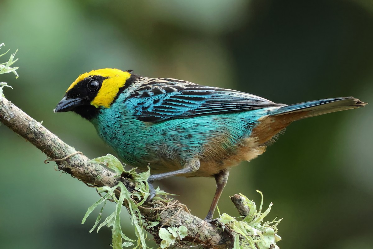 Saffron-crowned Tanager - ML646426920