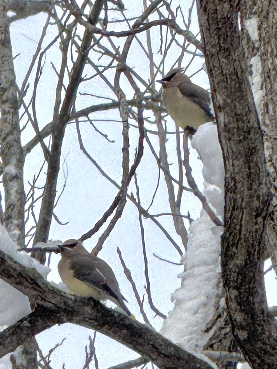 Cedar Waxwing - ML646426921