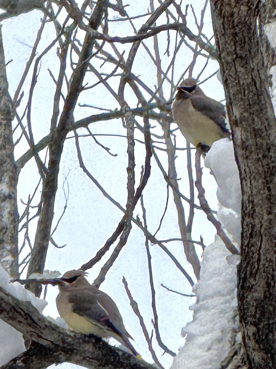 Buztanori amerikarra - ML646426922