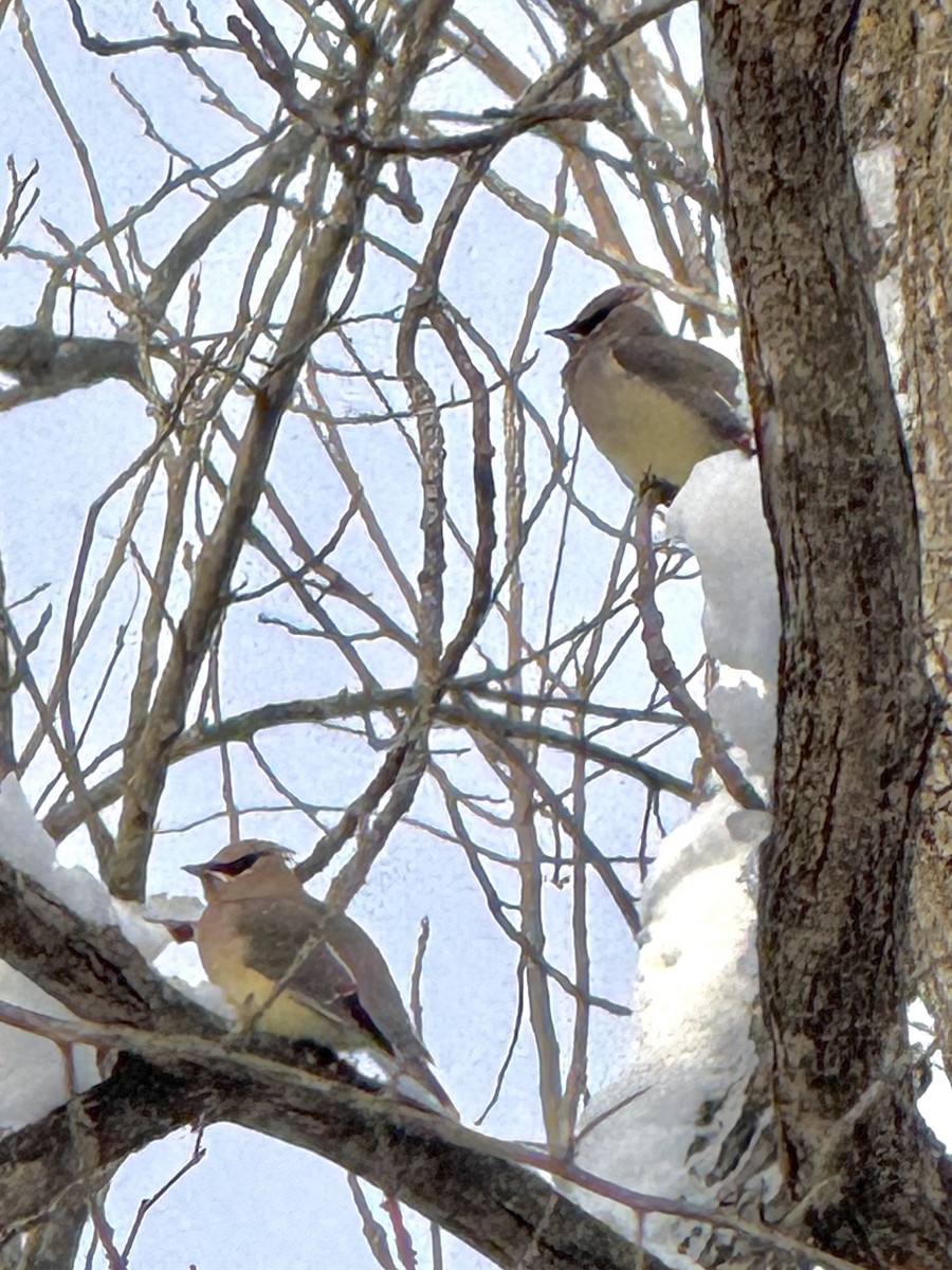 Buztanori amerikarra - ML646426923