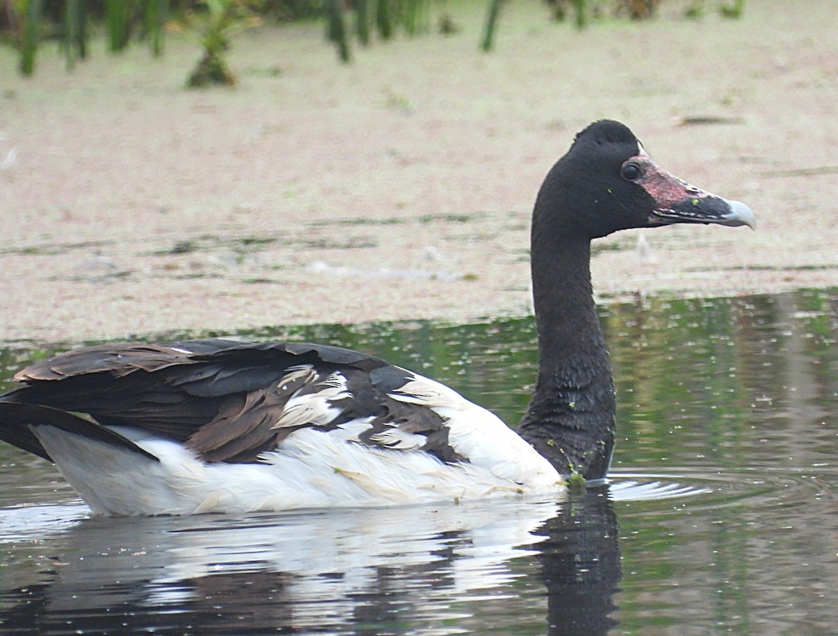 Magpie Goose - ML646426924