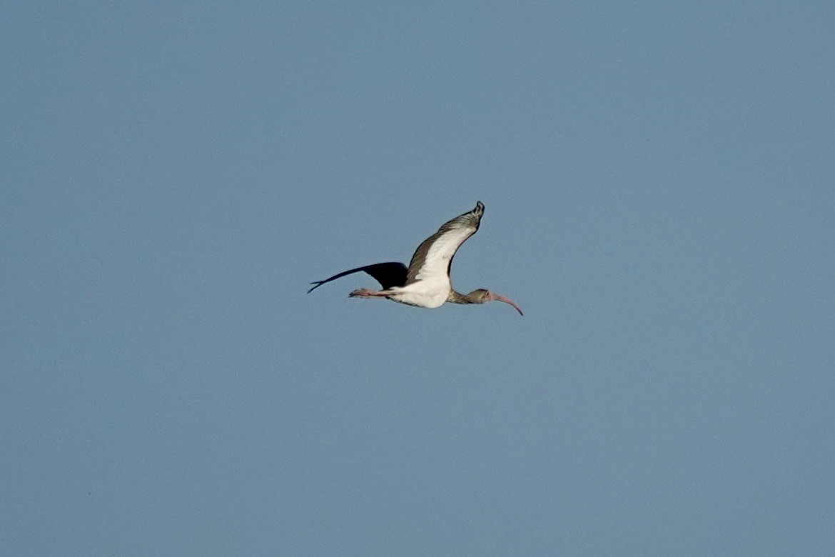 Ibis zuria - ML646426925