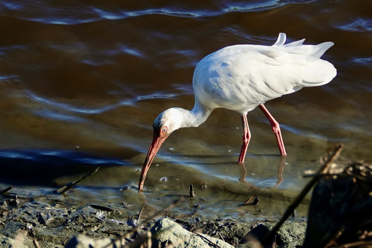 Ibis zuria - ML646426926