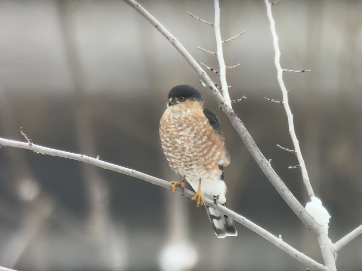 Sharp-shinned Hawk - ML646426927