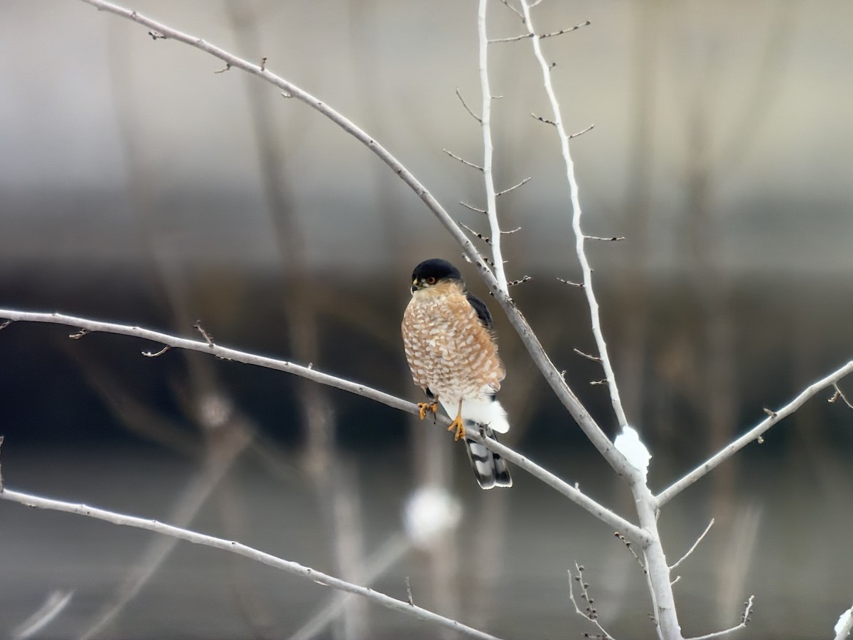 Sharp-shinned Hawk - ML646426928