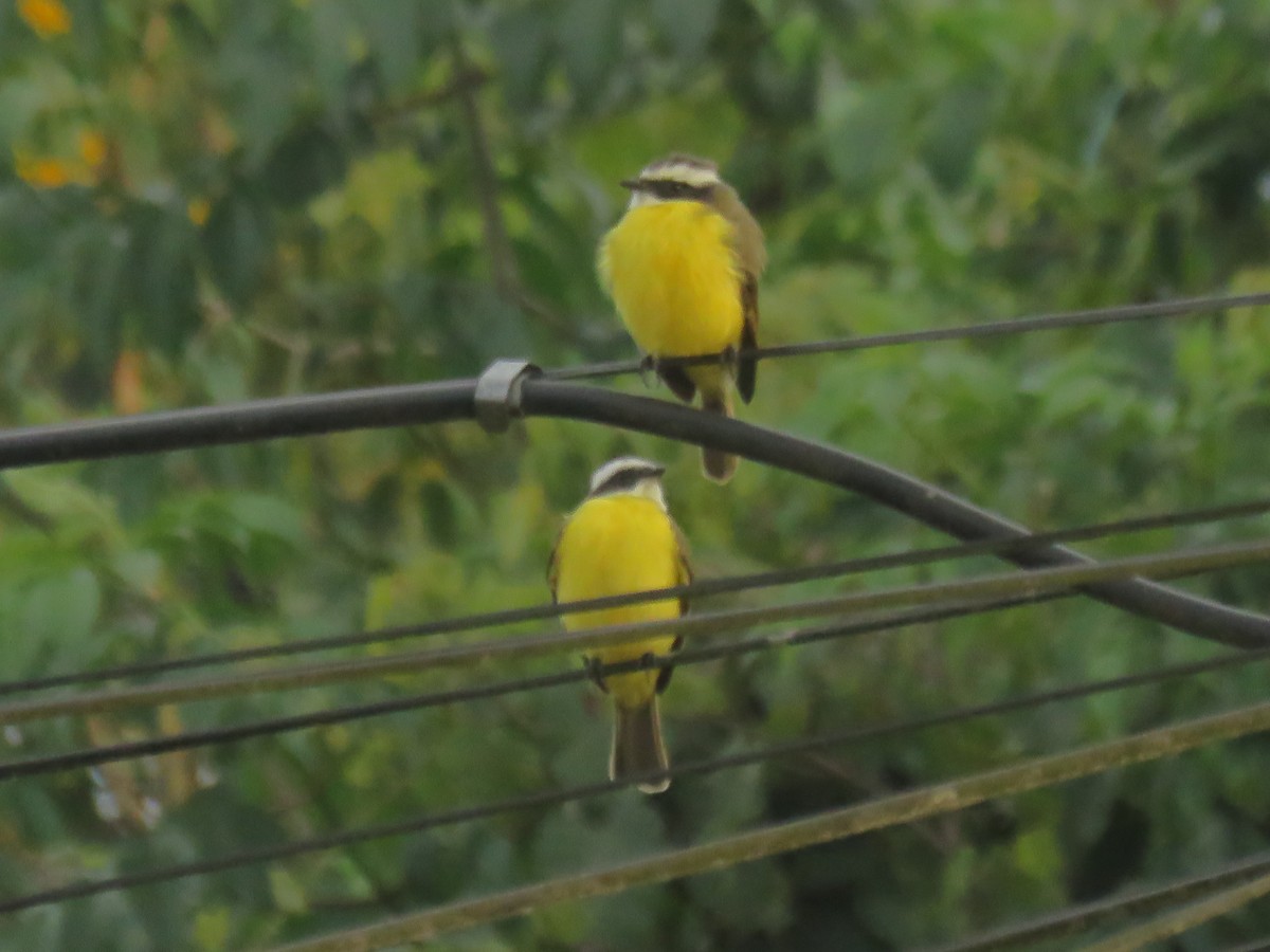 Social Flycatcher - ML646426929