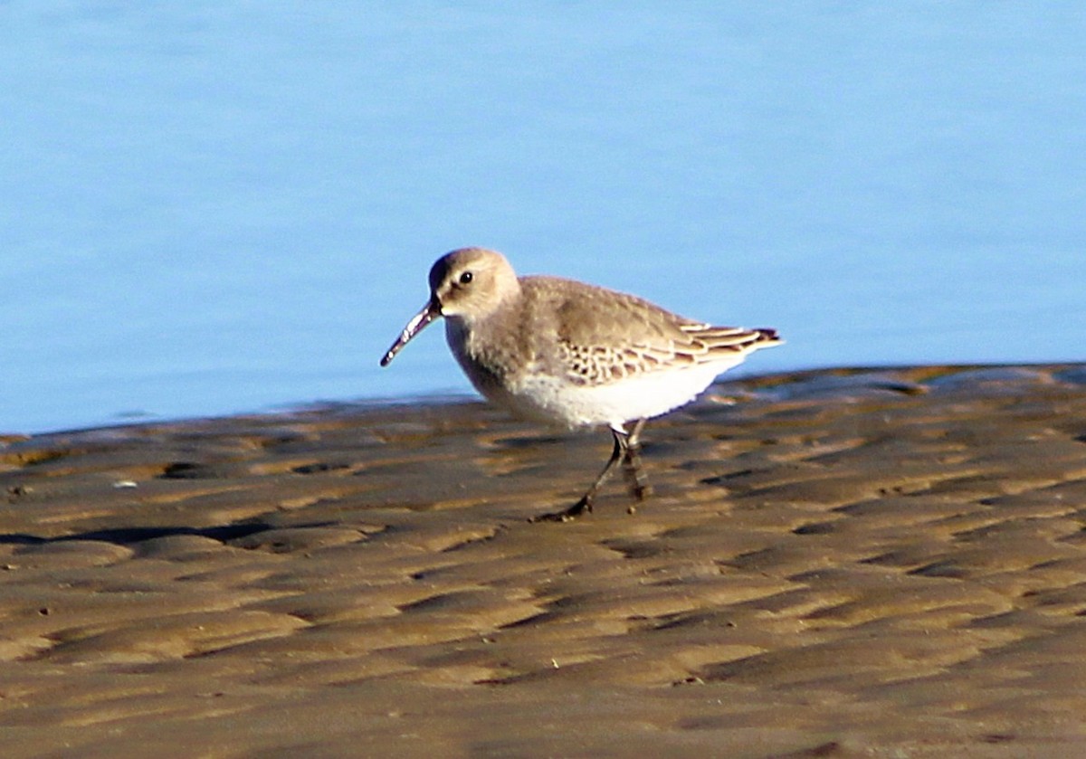 Txirri arrunta - ML646426930