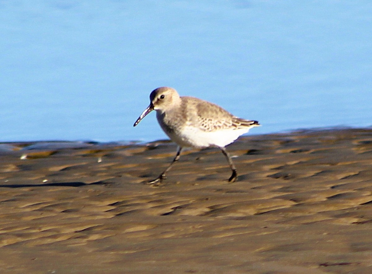 Txirri arrunta - ML646426931