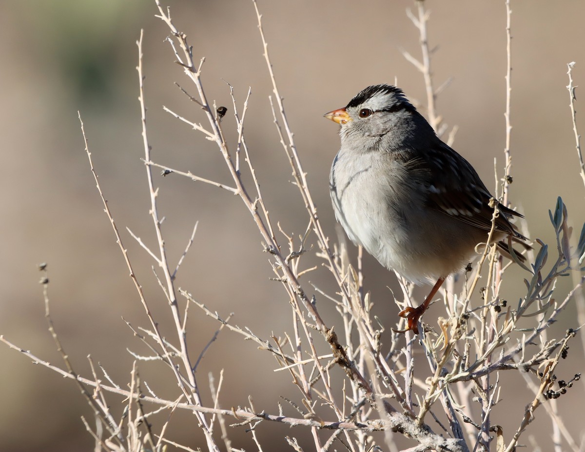White-crowned Sparrow - ML646426932