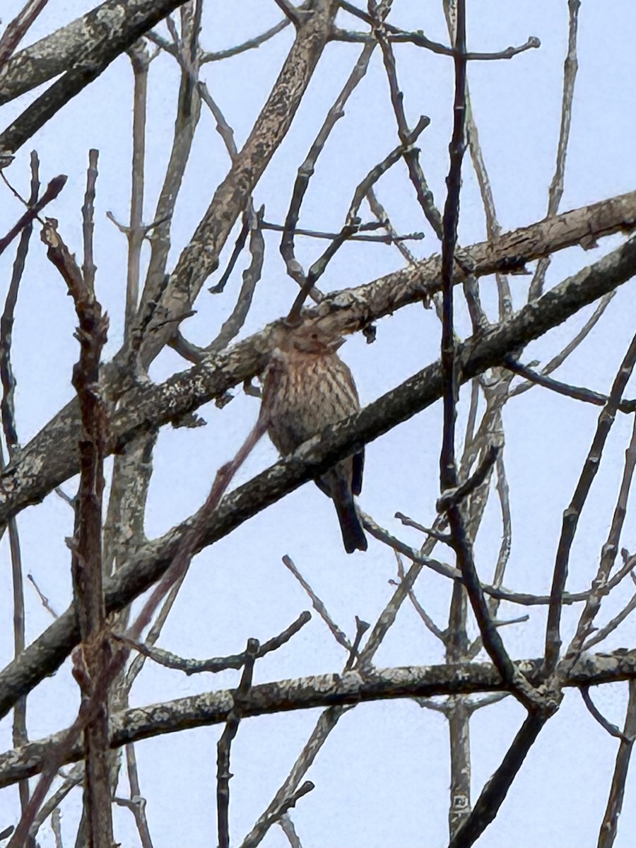 Burugorri arrunta - ML646426933