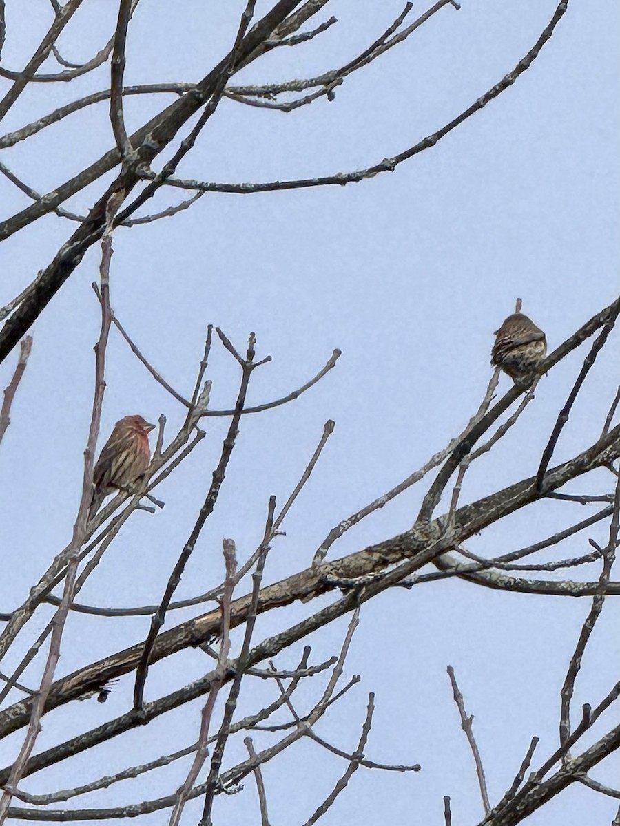 Burugorri arrunta - ML646426934