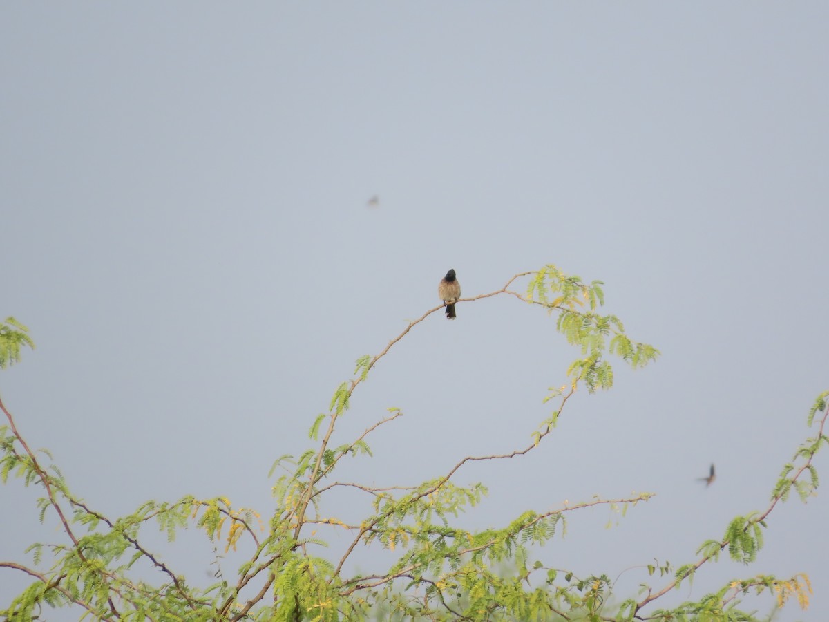 Bulbul ipurgorria - ML646426936