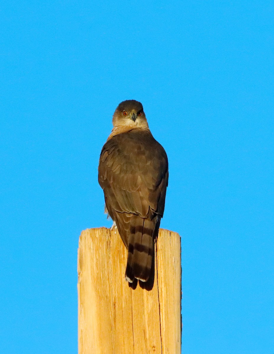 Cooper's Hawk - ML646426937