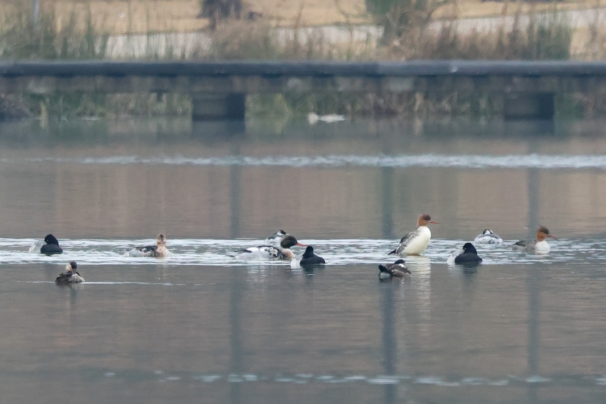 Zerra ertaina - ML646426938