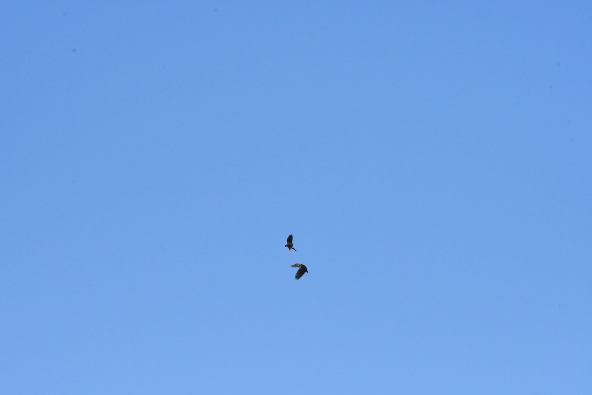 Northern Harrier - ML646426939