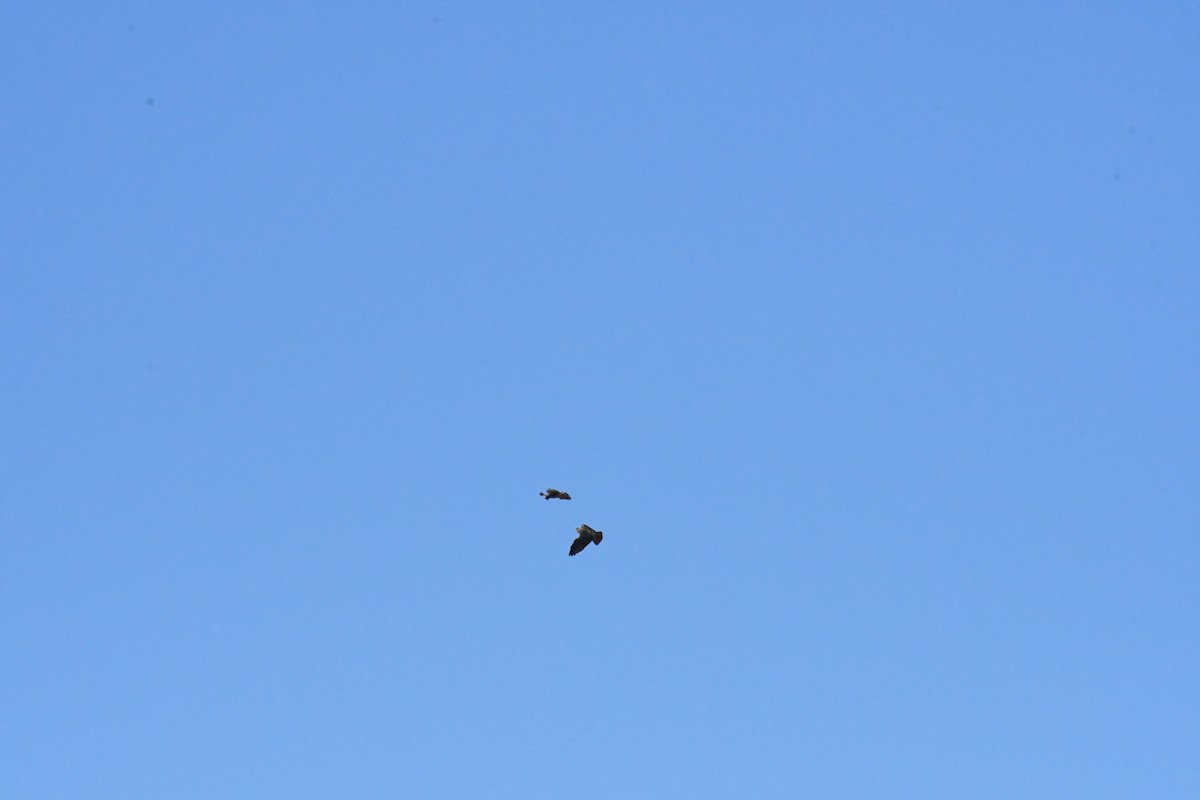 Northern Harrier - ML646426940