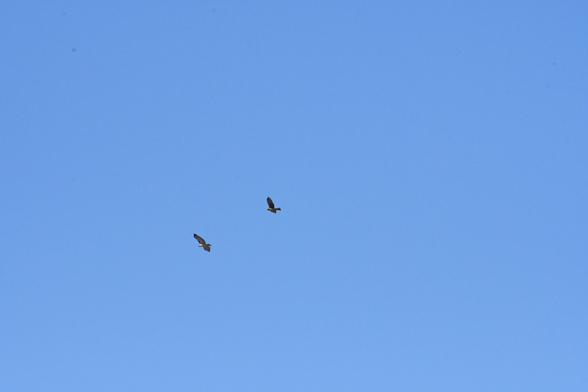 mørkmyrhauk - ML646426941