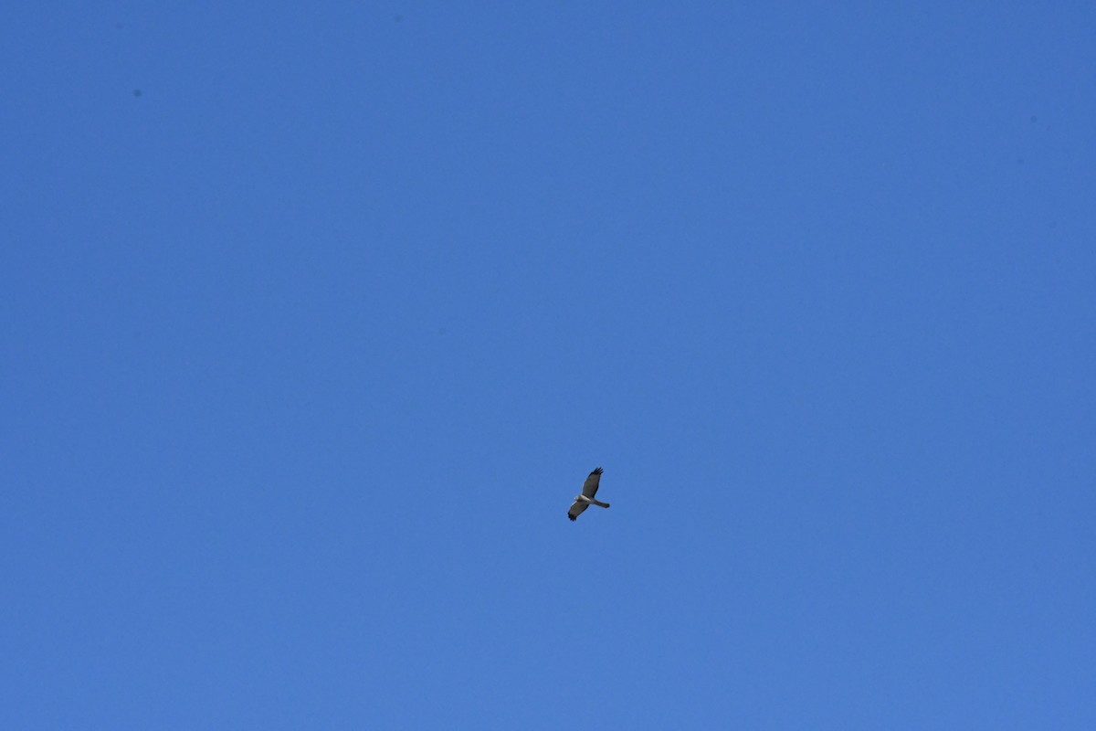 mørkmyrhauk - ML646426942