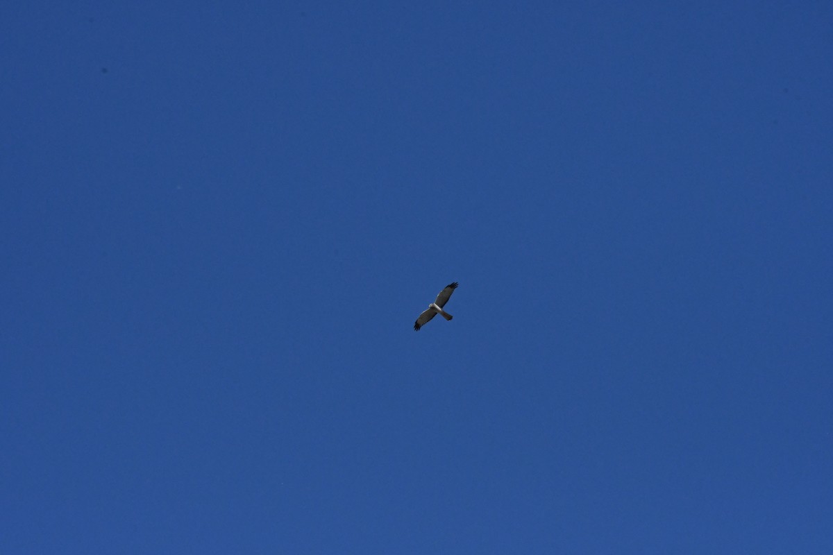 mørkmyrhauk - ML646426943