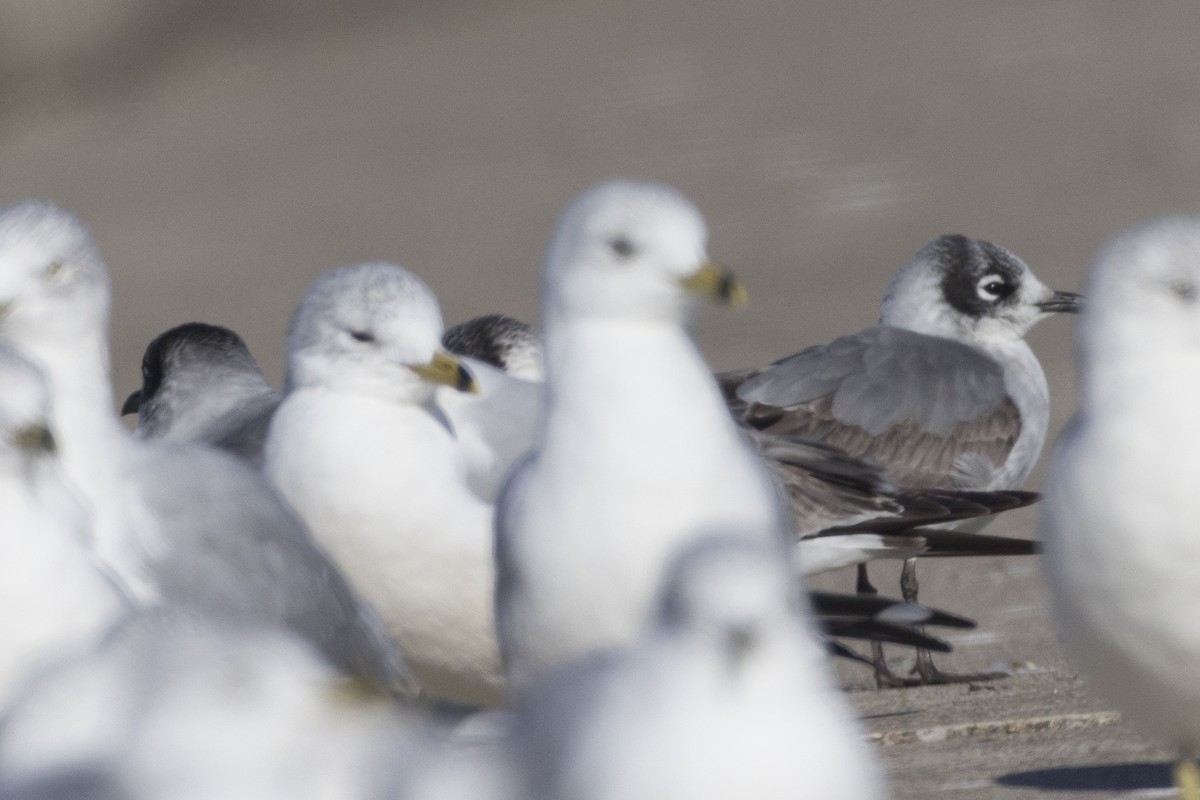 Gaviota Pipizcan - ML646426945