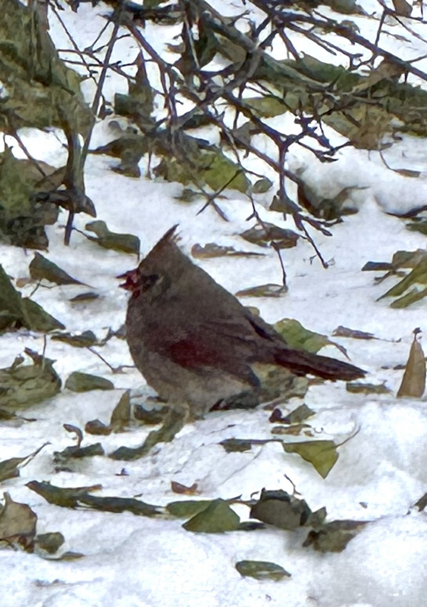 Kardinal arrunta - ML646426948