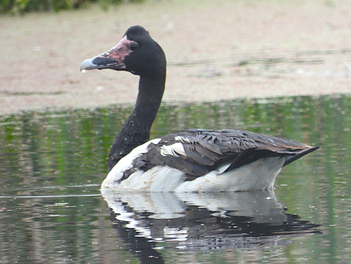 Mika-antzara - ML646426950