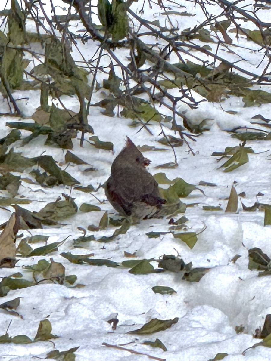 Kardinal arrunta - ML646426951