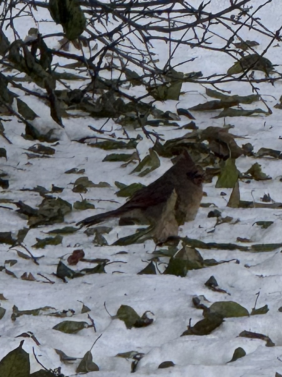 Kardinal arrunta - ML646426952