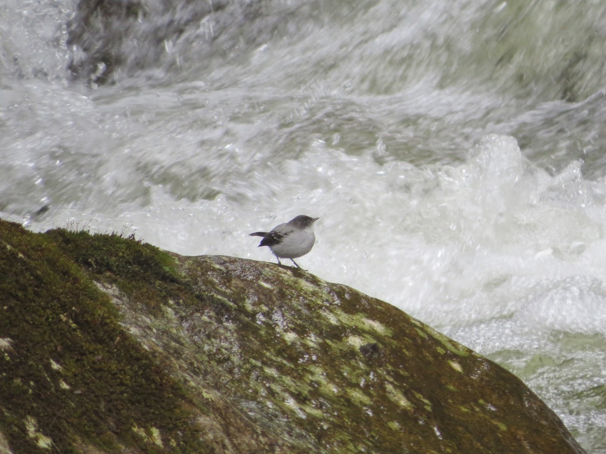 Torrent Tyrannulet - ML646426954