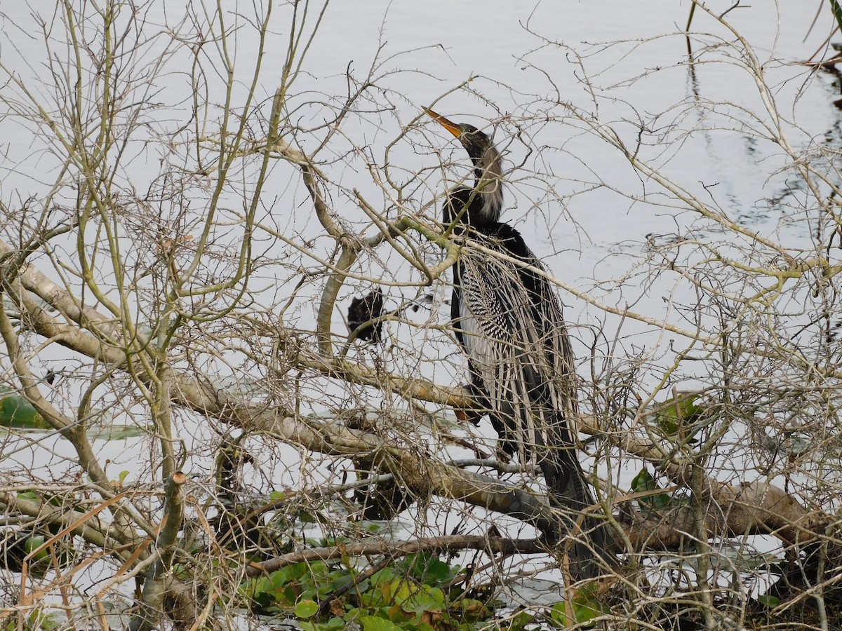 Anhinga amerikarra - ML646426955