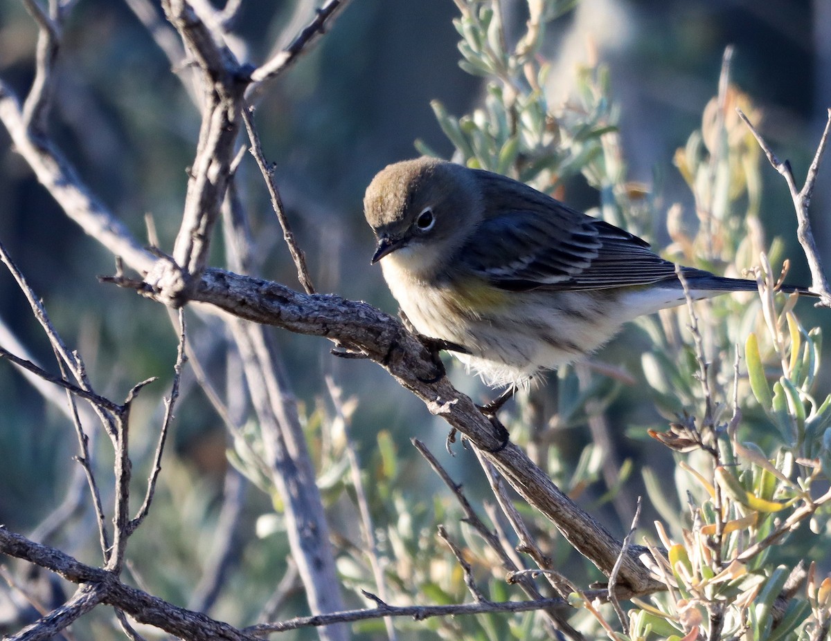 Yellow-rumped Warbler - ML646426956