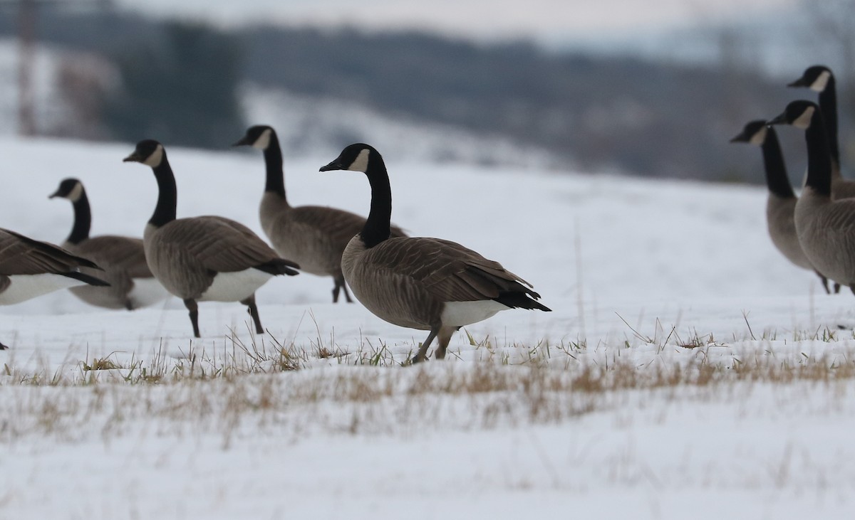 Canada Goose - ML646426957