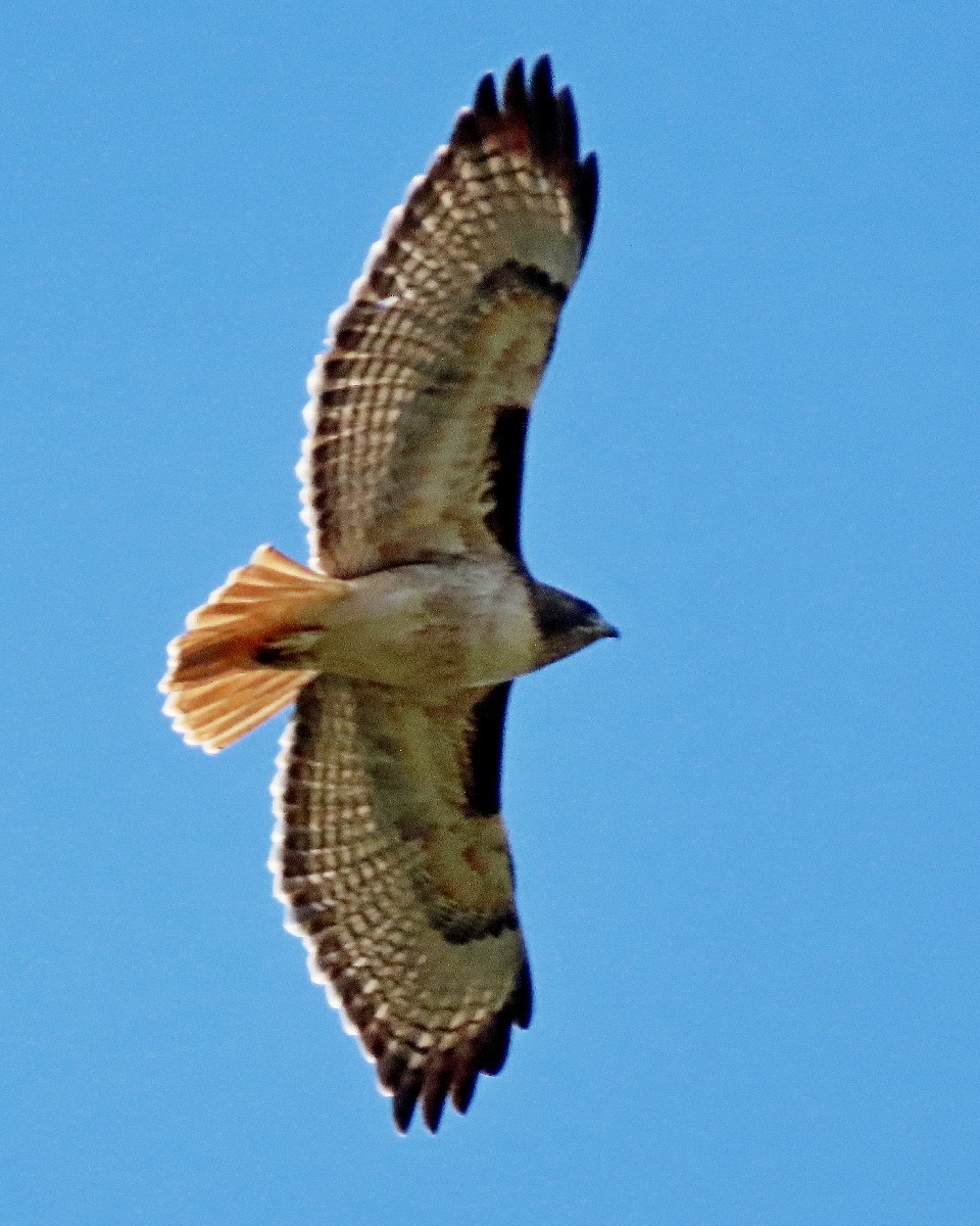 Red-tailed Hawk - ML646426959