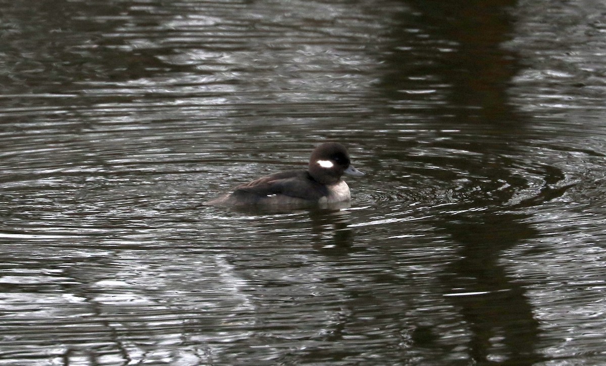 Bufflehead - ML646426960