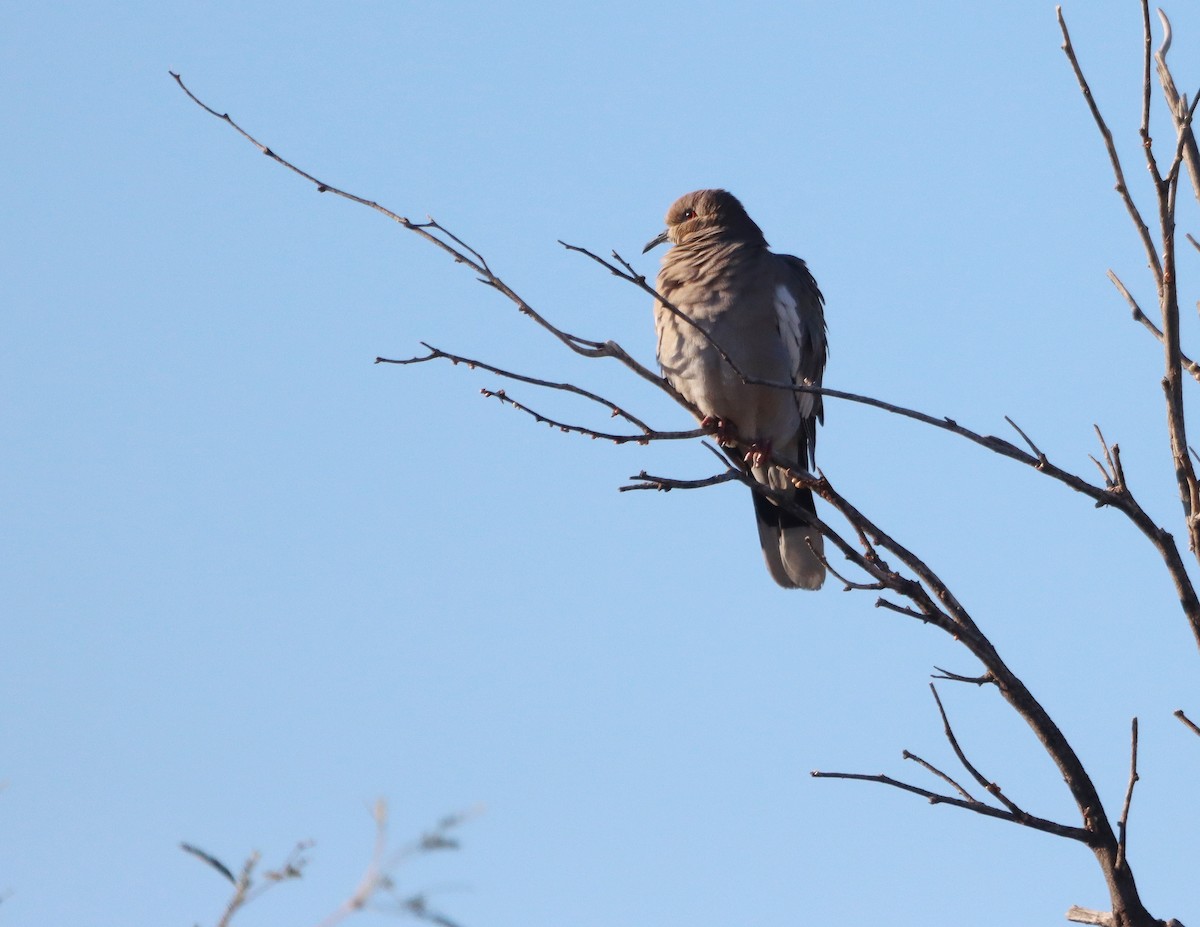 White-winged Dove - ML646426965