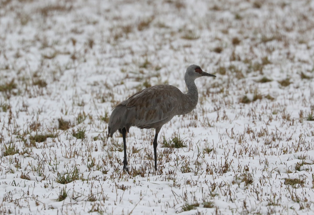 Sandhill Crane - ML646426967