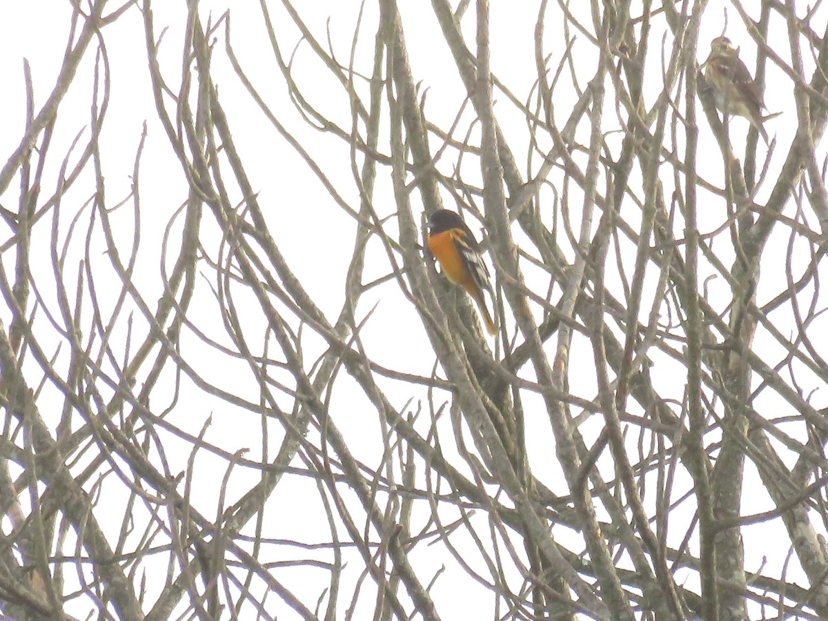 Baltimore Oriole - ML646426968