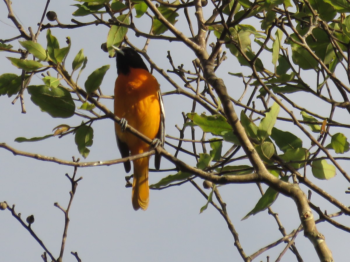 lundtrupial - ML646426969