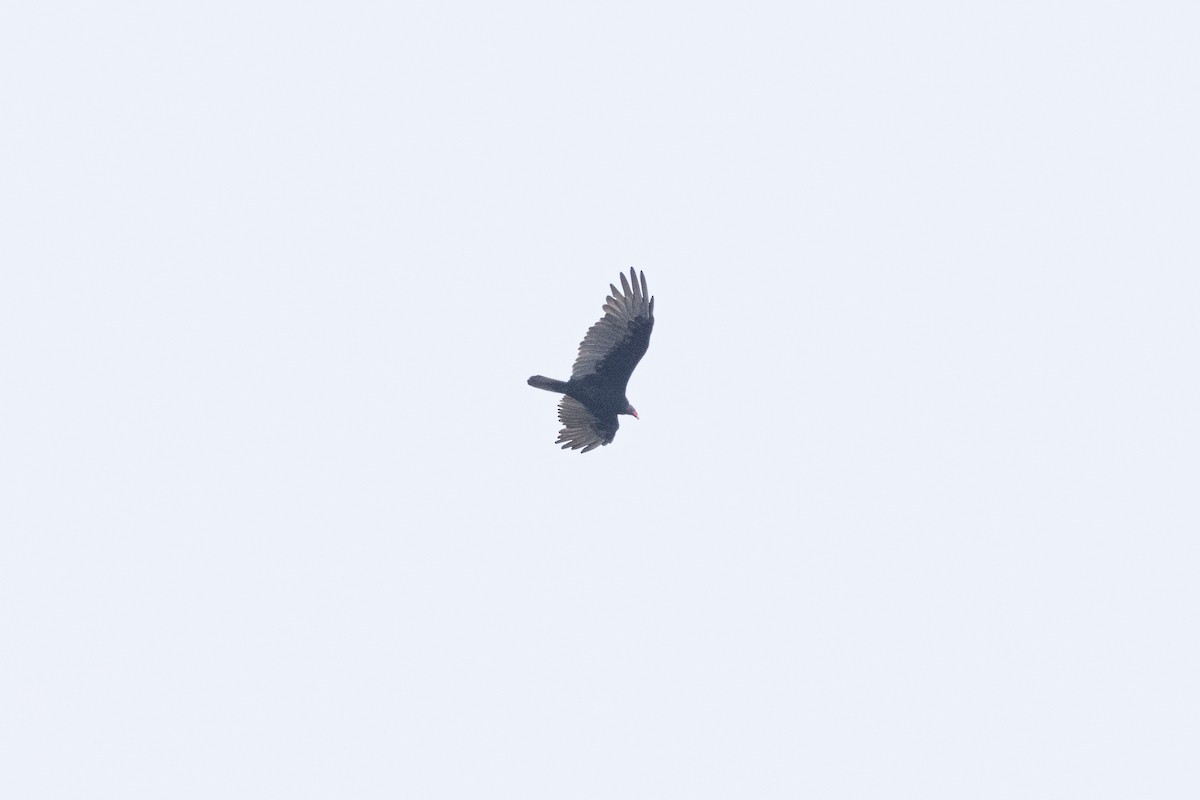 Turkey Vulture - ML646426970