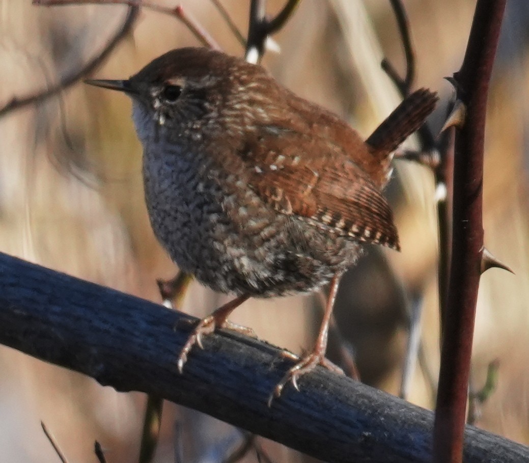 Winter Wren - ML646426972