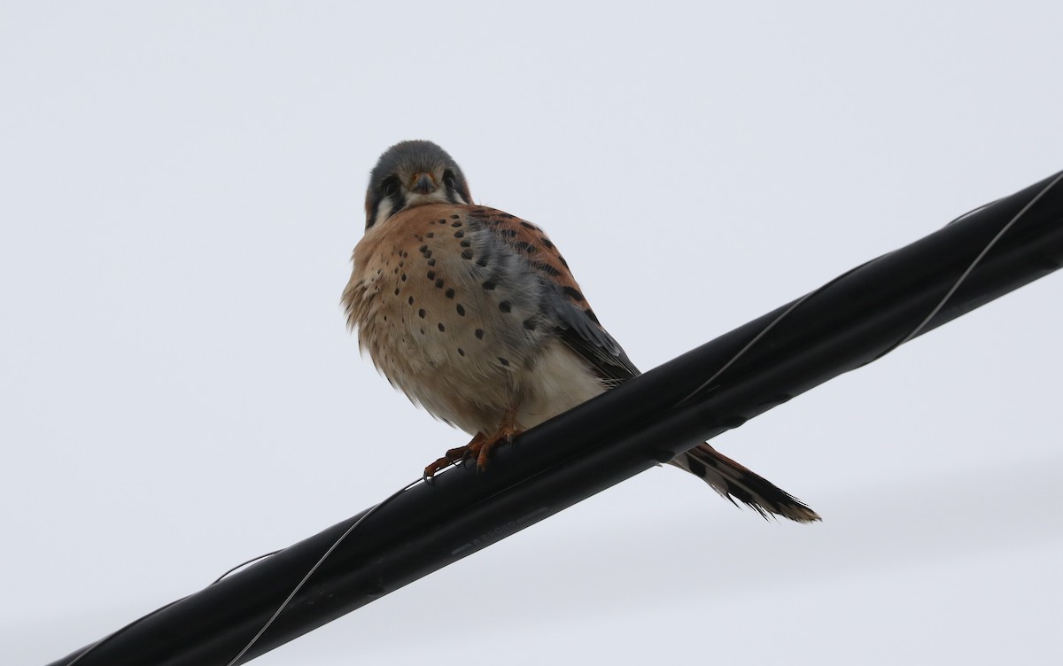 American Kestrel - ML646426973
