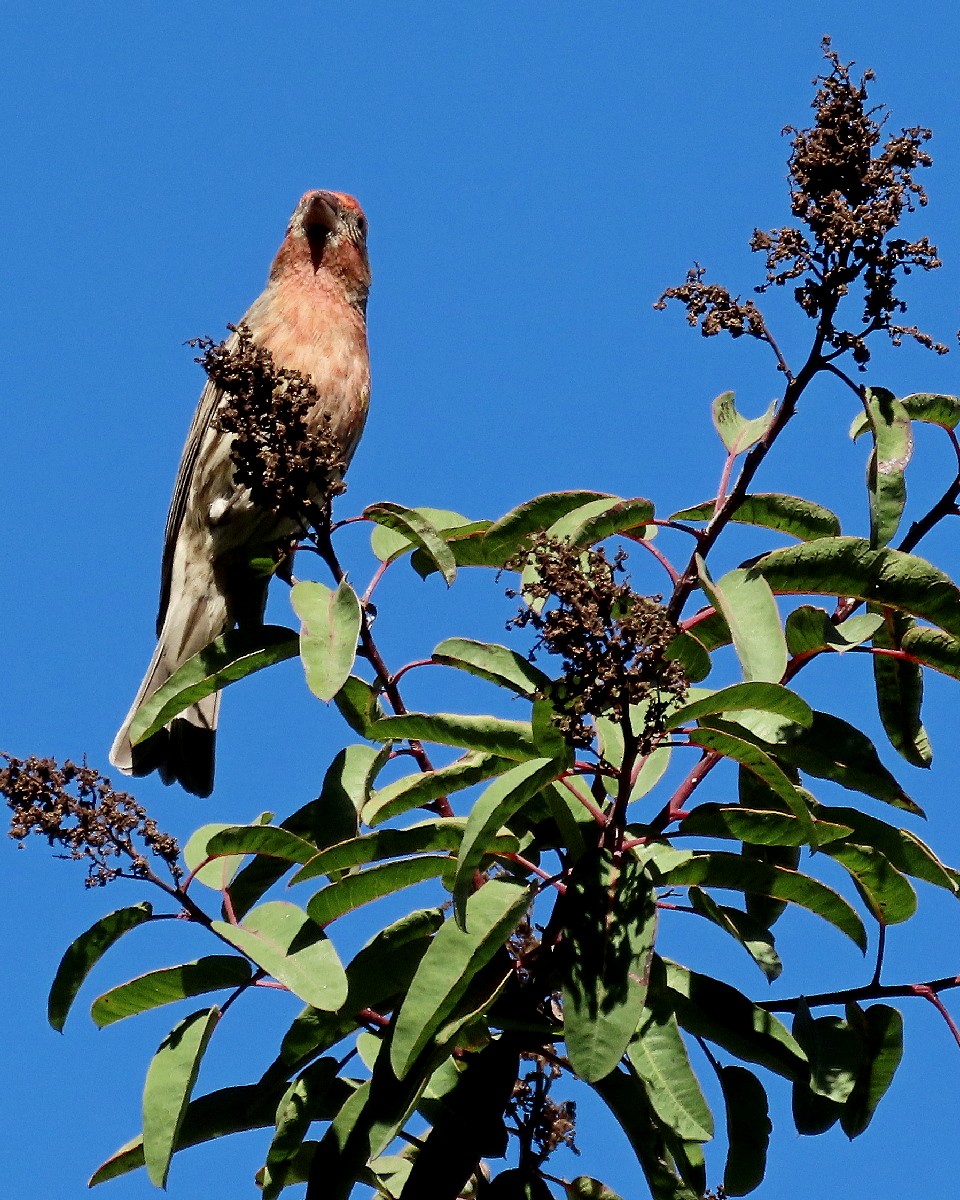 House Finch - ML646426974