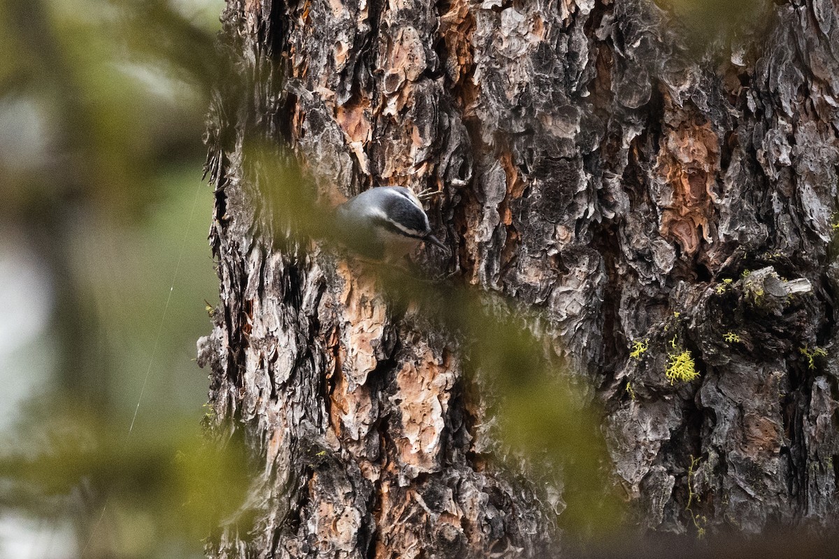 Red-breasted Nuthatch - ML646426975