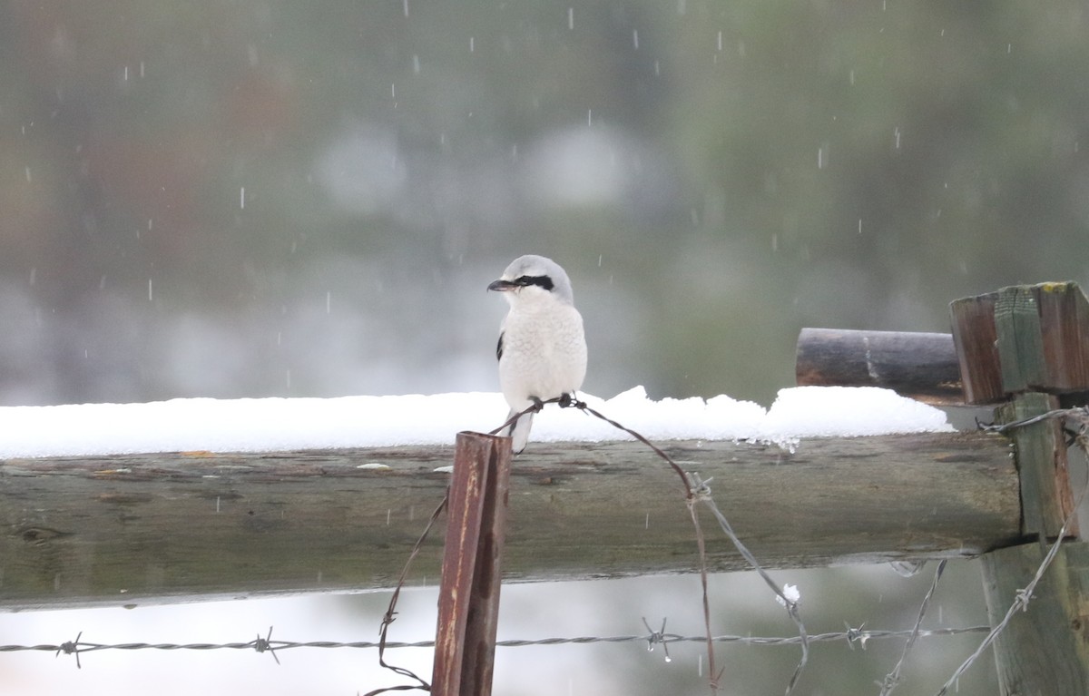 Antzandobi boreala - ML646426981