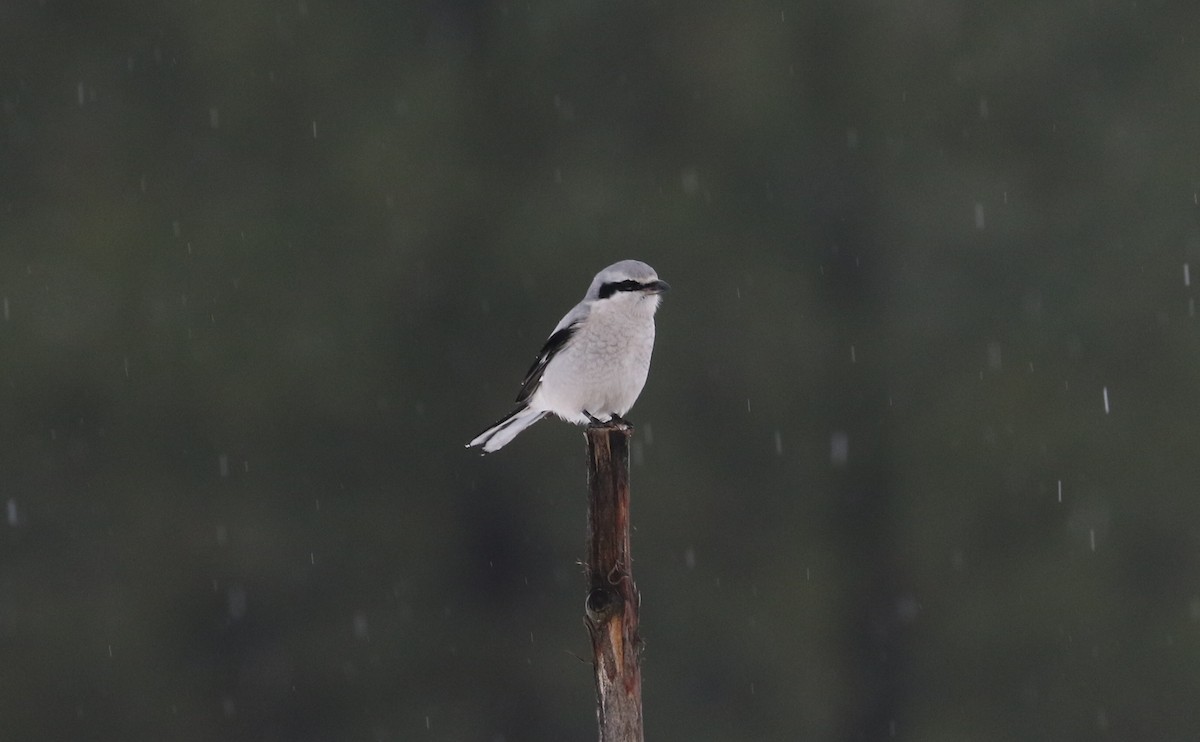 Antzandobi boreala - ML646426983