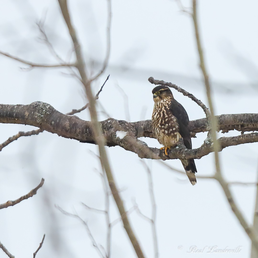 Merlin - ML646426984