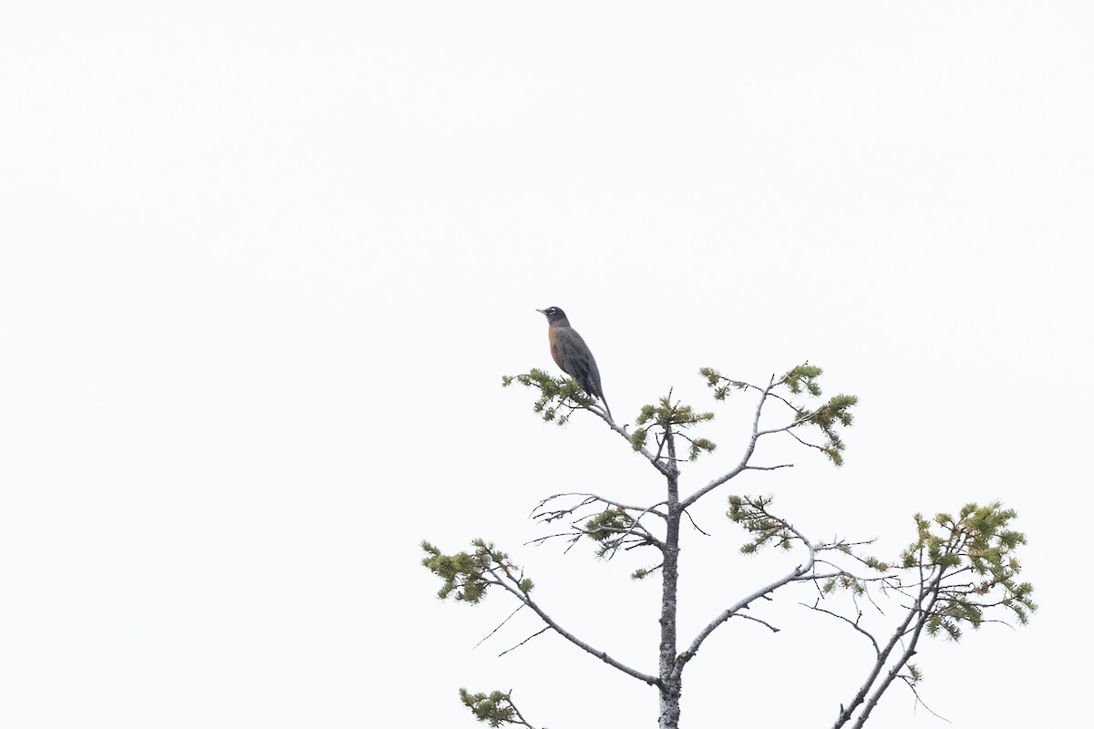 American Robin - ML646426985